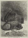 Hippopotamus and Young at the Zoological Society's Gardens-George Bouverie Goddard-Giclee Print