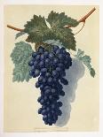 Alexandria Grapes, 1812-George Brookshaw-Giclee Print
