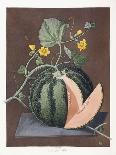 Silver Rock Melon, 1812-George Brookshaw-Giclee Print