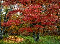 Dogwood in Pink-George Cannon-Photographic Print