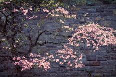 Dogwood in Pink-George Cannon-Photographic Print