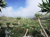 Giant Lobelias in Highlands, Guassa Region, Ethiopia-George Chan-Framed Photographic Print