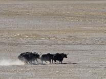 Herd of Wild Yaks Running across the Chang Tang Nature Reserve of Central Tibet., December 2006-George Chan-Stretched Canvas