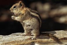 Golden-Mantled Ground Squirrel (Spermophilus Lateralis) on a Log-George D Lepp-Photographic Print