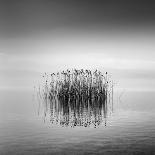 Trees With Birds (2)-George Digalakis-Giclee Print