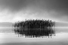 Trees With Birds (2)-George Digalakis-Giclee Print