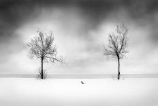 Trees With Birds 2-George Digalakis-Stretched Canvas