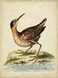 The Long-Tailed Green Parrakeet, 1749-73-George Edwards-Giclee Print