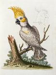 The Long-Tailed Green Parrakeet, 1749-73-George Edwards-Giclee Print