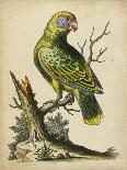 Antique Bird Menagerie IV-George Edwards-Art Print