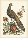 Regal Pheasants III-George Edwards-Art Print