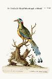 The Red and Blue-Headed Parrakeet, 1749-73-George Edwards-Giclee Print