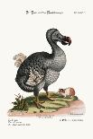 The Dodo, and the Guiney Pig, 1749-73-George Edwards-Giclee Print
