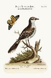 The Long-Tailed Green Parrakeet, 1749-73-George Edwards-Giclee Print
