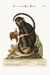 The Little Black Monkey, 1749-73-George Edwards-Giclee Print