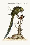 The Long-Tailed Green Parrakeet, 1749-73-George Edwards-Giclee Print