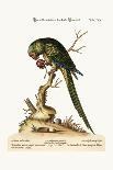 Lefser Cockatoo. from  'A Natural History of Uncommon Birds, and of Some Other Rare and…-George Edwards-Giclee Print
