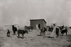 Black Farmers In Oklahoma-George F. Gibbs-Stretched Canvas