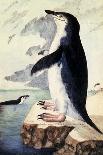 Chinstrap or Bearded Penguin, Pygoscelis Antarctica-George Forster-Framed Stretched Canvas