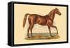 George Frederick-L. Penicaut-Framed Stretched Canvas