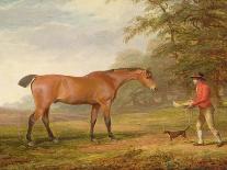 A Bay Horse Approached by a Stable-Lad with Food and a Halter, 1789-George Garrard-Giclee Print