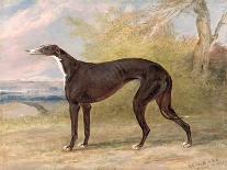 One of George Lane Fox's Winning Greyhounds: the Black and White Greyhound Bitch, Juno-George Garrard-Giclee Print