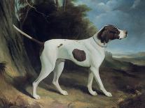 One of George Lane Fox's Winning Greyhounds: the Black and White Greyhound Bitch, Juno-George Garrard-Giclee Print