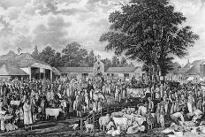 Woburn Sheepshearing, Engraved by Thomas Morris, 1811 (Engraving)-George Garrard-Framed Giclee Print