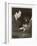 George Gershwin American Composer-null-Framed Photographic Print