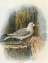 Just the Print