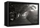 Canvas Black