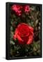 Essential Black