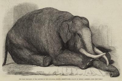 The Dead Elephant at the Gardens of the Zoological Society, Regent'S-Park
