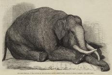 The Dead Elephant at the Gardens of the Zoological Society, Regent'S-Park-George Landseer-Mounted Giclee Print