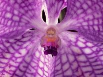 Close-Up of 'Rothschildiana' Orchid-George Lepp-Photographic Print