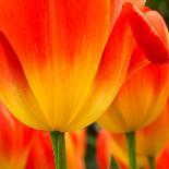 Tulip's Petals-George Lepp-Photographic Print