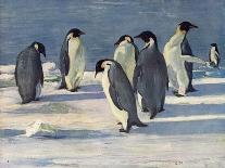 'Return of the Penguins', c1908, (1909)-George Marston-Giclee Print