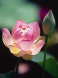 Awakening Pink Lotus-George Oze-Photographic Print