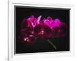 Gramercy White