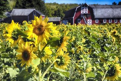 Sunflowers Field With a Red Barn, New Jersey