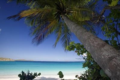 Trunk Bay Palm Tree, St John, US Virgin Islands