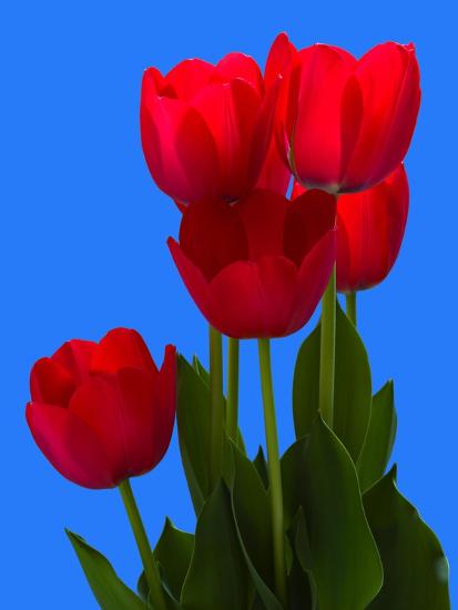 Photographic Print, , large
