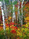 White Barks And Colorful Leaves, New Hampshire-George Oze-Photographic Print