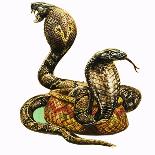 King Cobras-George R. Radcliffe-Mounted Giclee Print