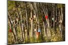 Wood Mount