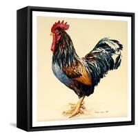 George's Cockerel, 2007-Alison Cooper-Framed Stretched Canvas