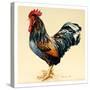 George's Cockerel, 2007-Alison Cooper-Stretched Canvas