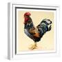 George's Cockerel, 2007-Alison Cooper-Framed Giclee Print