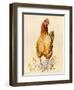 George's Hen and Her Chicks, 2007-Alison Cooper-Framed Giclee Print