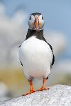 Atlantic puffin portrait, Machias Seal Island, Maine, USA-George Sanker-Photographic Print